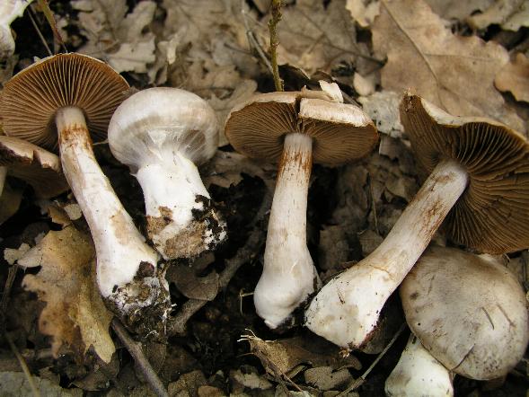 Cortinarius diosmus var.arneosovolvatus